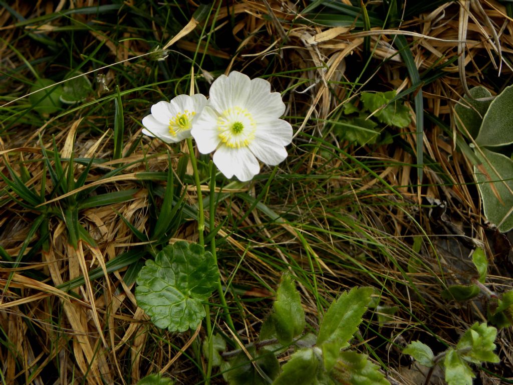 Ranunculus bilobus